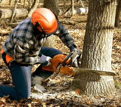 Tree Removal in Camden, TX